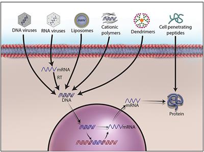 Frontiers | Gene Therapy Leaves a Vicious Cycle